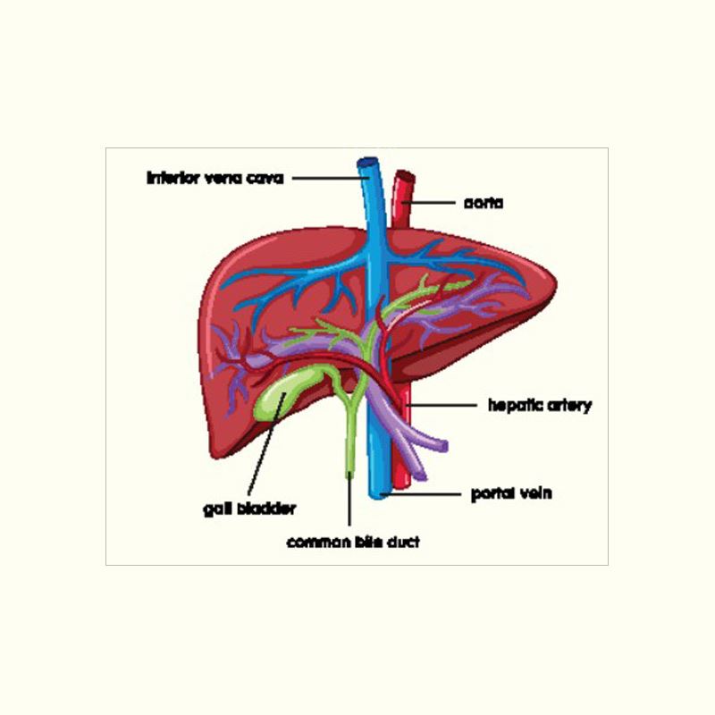 Risk factors of Liver Cancer 