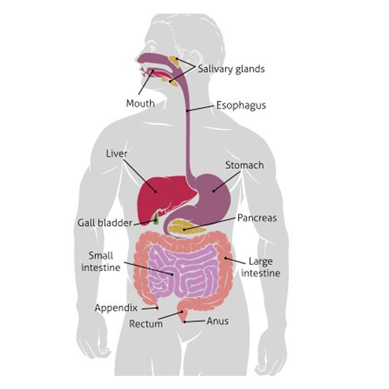 Symptoms of Liver Cancer 