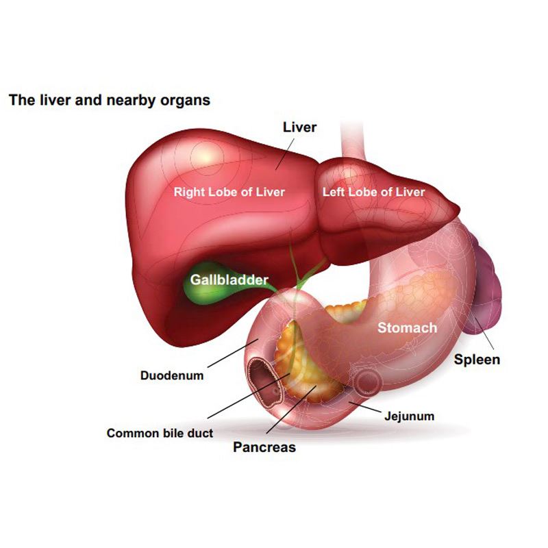 Hepatobiliary Cancers